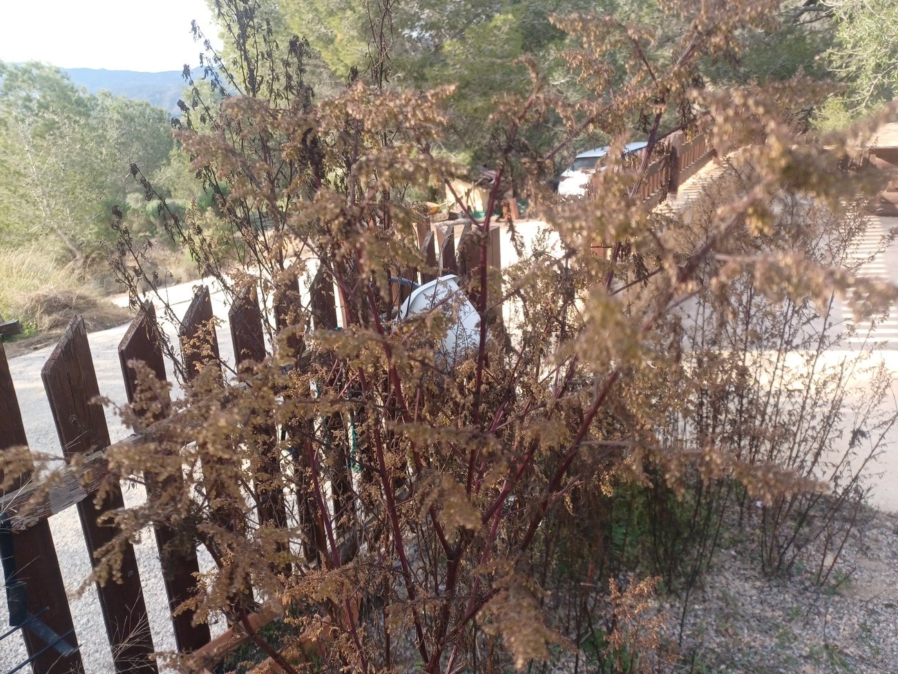 finca-gea-y-truyols-mgh1900-18