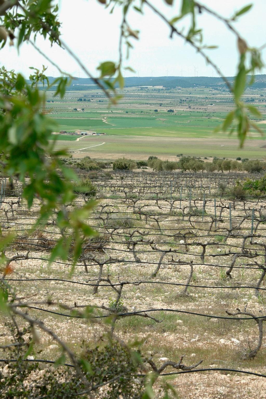 7-34 Villa in Yecla, Murcia
