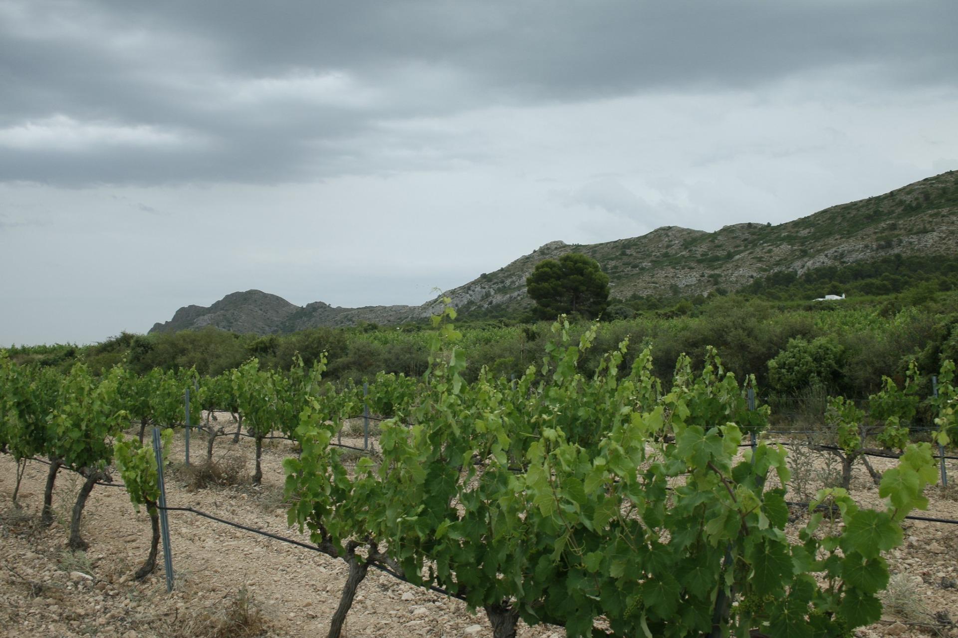9-32 Villa in Yecla, Murcia